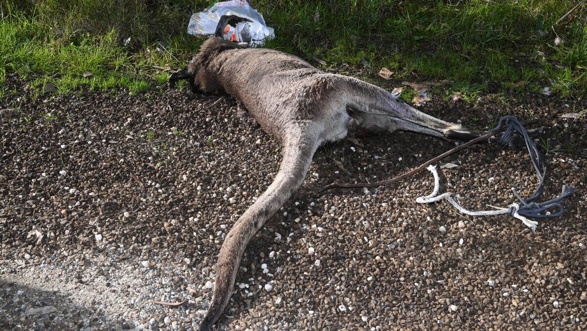 KILLED: The kangaroo showed clear signs of being dragged. Picture: MARK JESSER