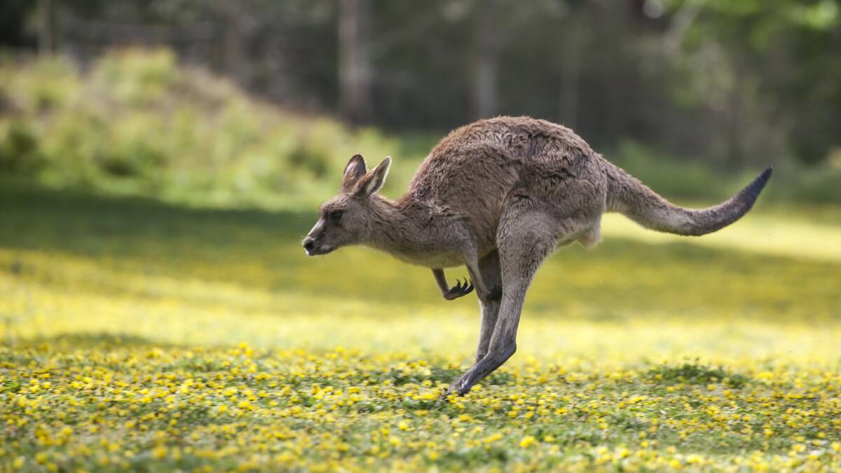 Mutilated kangaroo discovered at Wonga Wetlands after arrow attack
