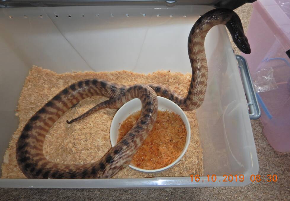 SEIZED: A snake recovered by investigators. 