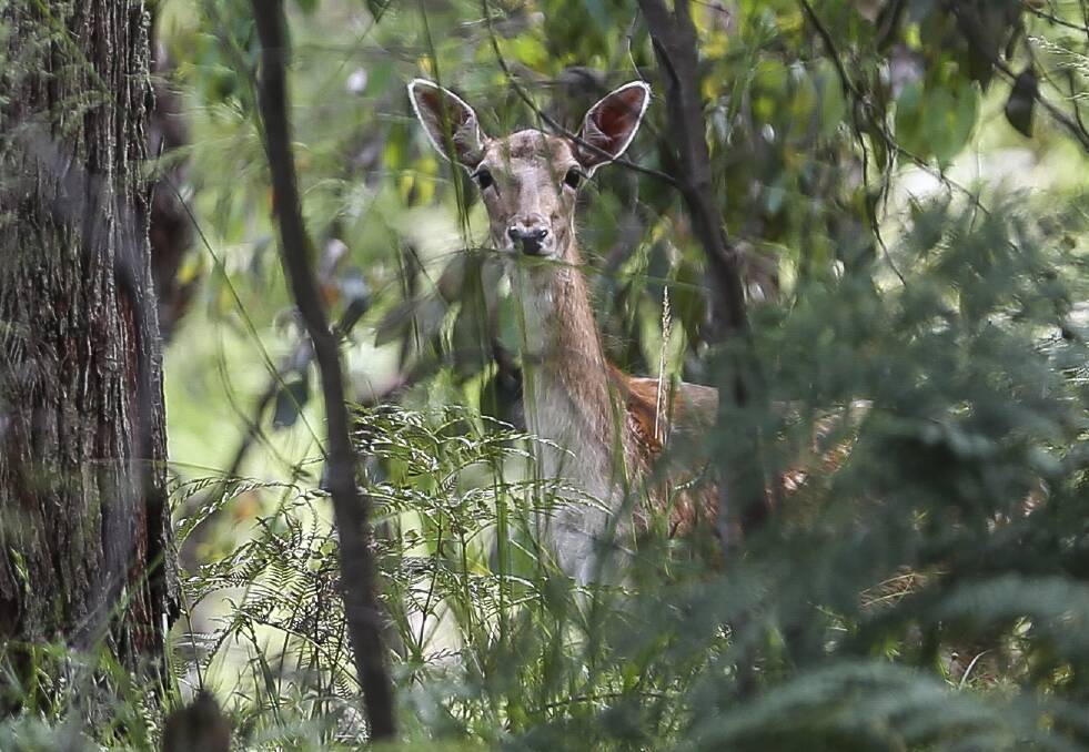 TARGET: A deer, pictured in bush between Wodonga and Beechworth. Deer are the most common animals targeted by hunters in Victoria, followed by ducks. 