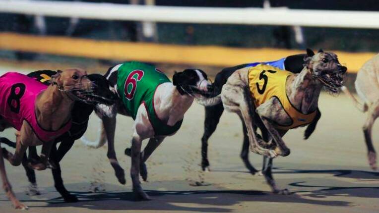 NSW Premier Mike Baird is preparing to reverse a planned ban on greyhound racing in NSW. Photo: Graham Tidy