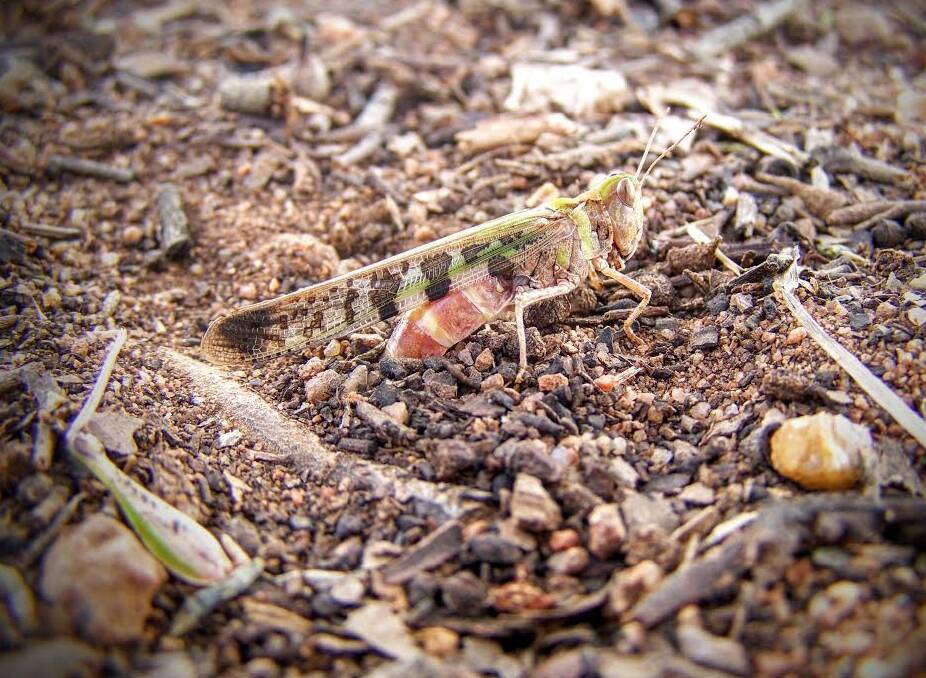 PROBLEM: It is important that landholders remain vigilant and watch for any potential locust hatchings or adult fly-ins as the weather warms up.
