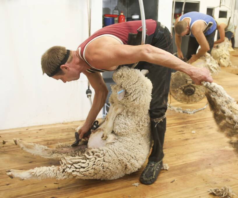REGULAR: Many wool producers are embracing more regular shearing. Some are shearing every six months to produce a shorter staple wool of higher quality. Photo: ELENOR TEDENBORG