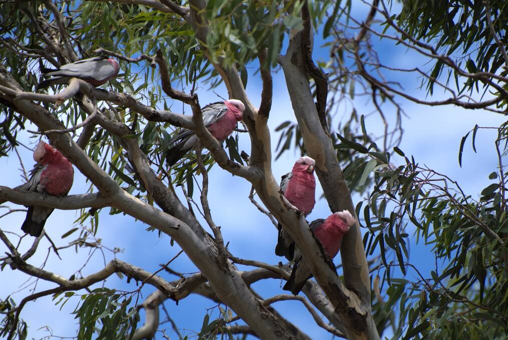 CALL OF THE WILD: Cockatoos and galahs belong to a group called the screechers.