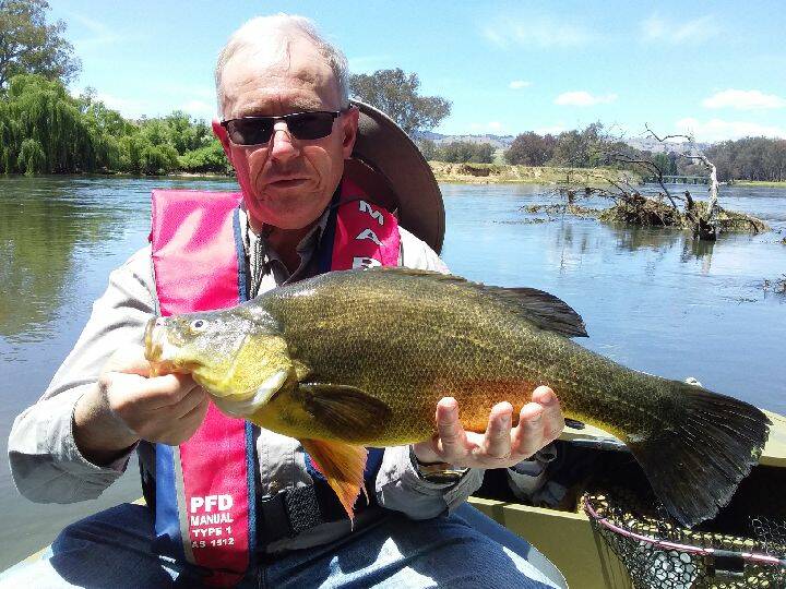 NICE ONE: Daryl Cumming with a 51cm yellowbelly caught in the Murray River on a 60cm Jackall masked vibe.