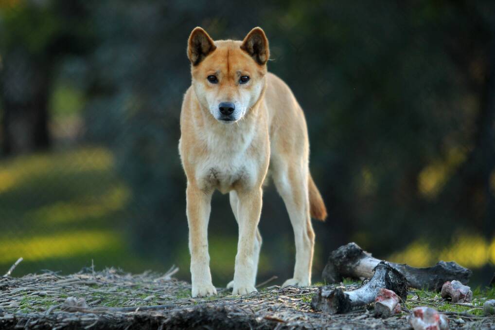CONDEMN: Farmer organisations have been quick to condemn the idea of reintroducing the dingo back into central Victorian state and national parks.
