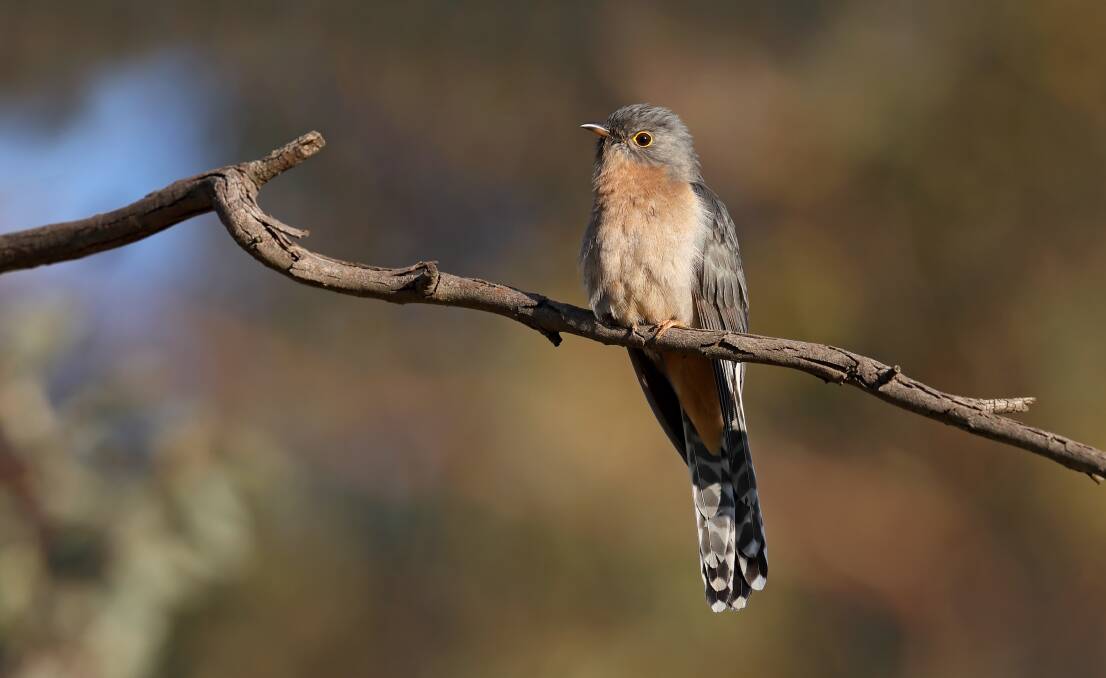 CALL: Fan-tailed cuckoo - their distinctive calls are often the first sign of their presence. Photo: Chris Tzaros, Birds Bush and Beyond