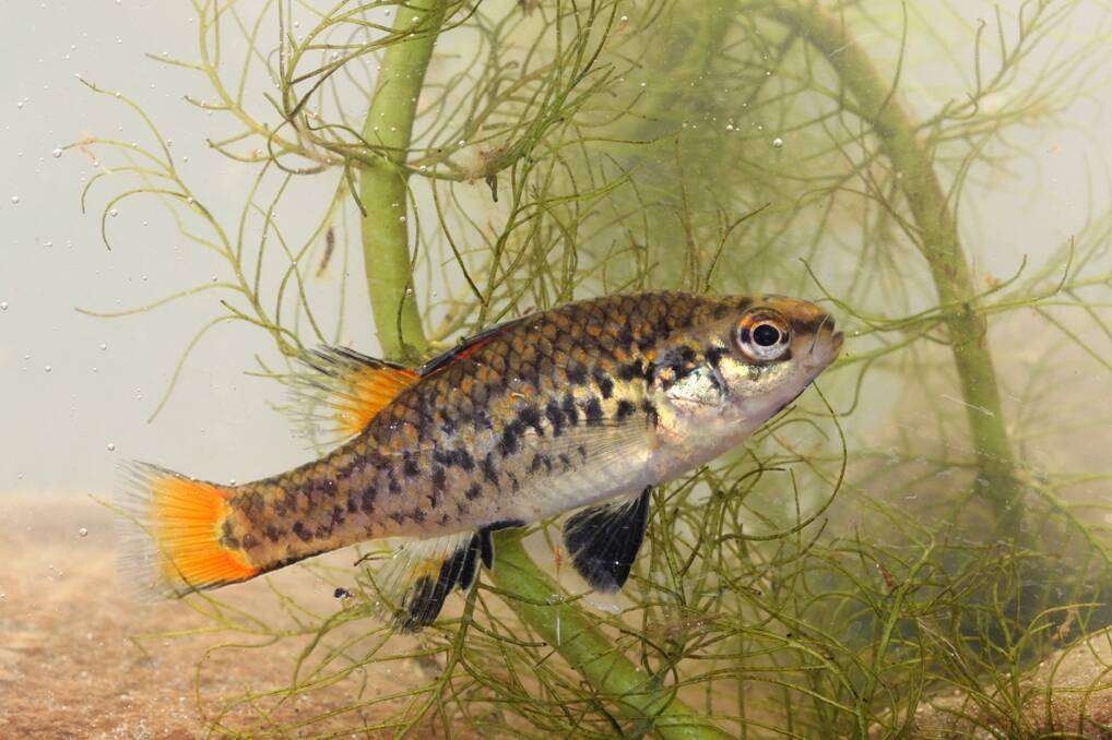 LOSS: One of the main threats to the southern pygmy perch is the loss of aquatic plant habitat.