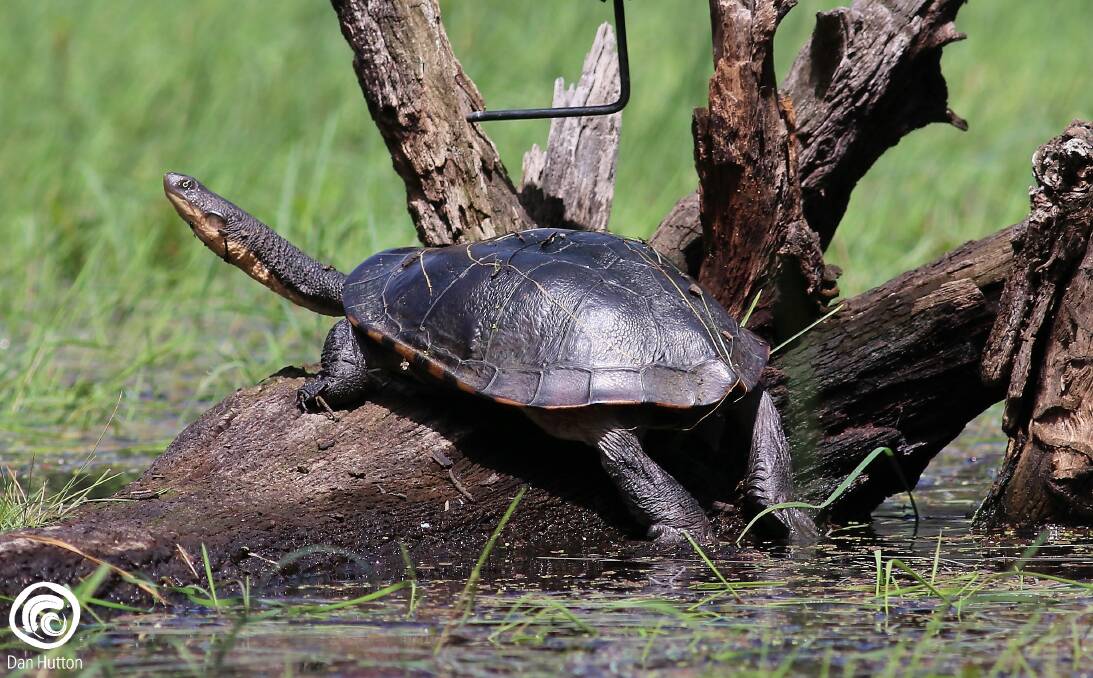 TURTLE TIME: Freshwater turtles can be found in most water bodies across the region.