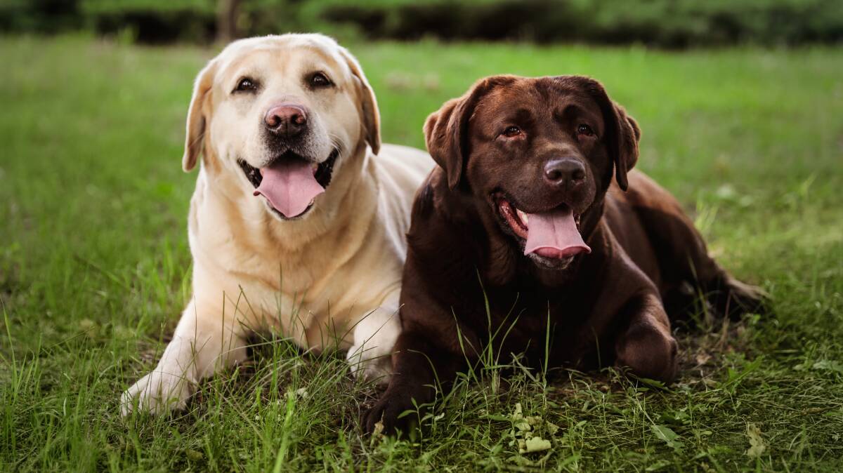 TOP SPOT: For the past five years, the Labrador Retriever has taken the top spot as Australia's most popular dog breed.