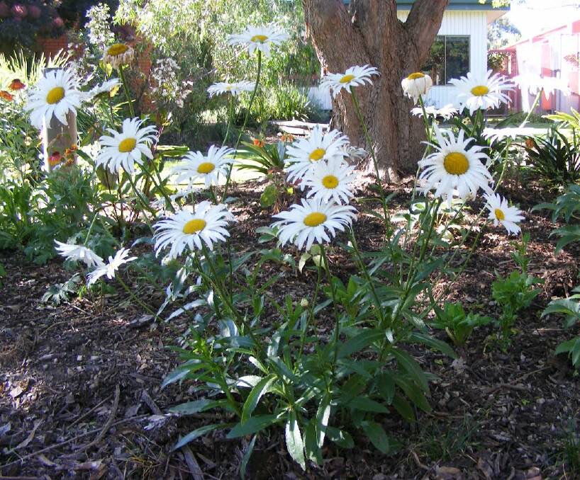 BEAUTY: A Shasta Daisy in the garden bed at Wodonga TAFE - big, bold and beautiful. A native of Europe and northern Asia, these plants are also useful and suitable for containers and make a great pot plant.