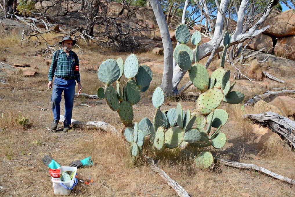INCREASE: In the past few years, Parks Victoria rangers and the Friends of the Park group have seen increasing numbers of the Wheel Cactus. Photo: MICK WEBSTER