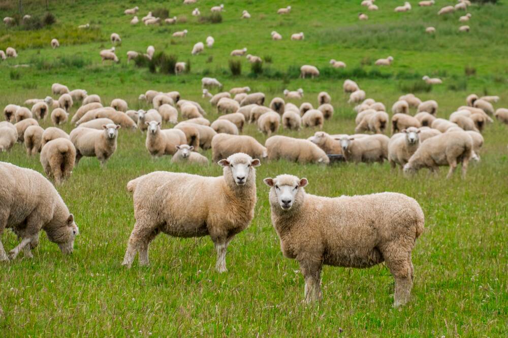 SYMPTOM: Listeriosis is commonly known as 'circling disease', as circling in one direction is caused by the effect it has on the sheep's brain.