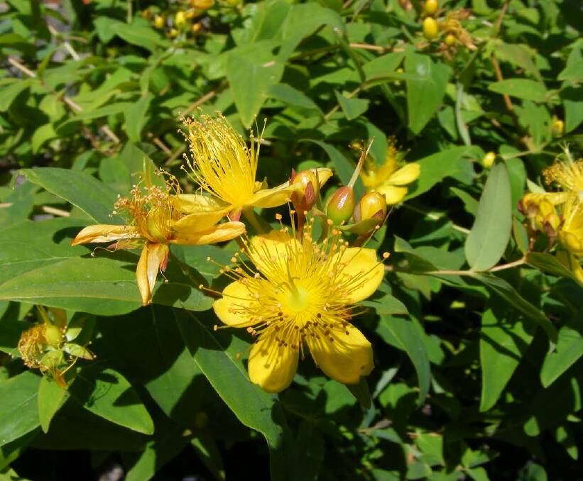 YELLOW: The flower on the Hypericum. Golden flowers to brighten the garden from summer to autumn. The Hypericum calycinum is a native of Turkey and Bulgaria.