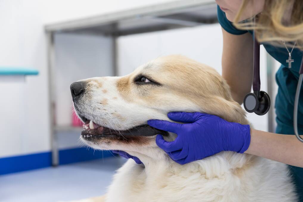 HEALTH CHECK: Your furry friend can smell for many reasons which is why an annual health check is extremely important.