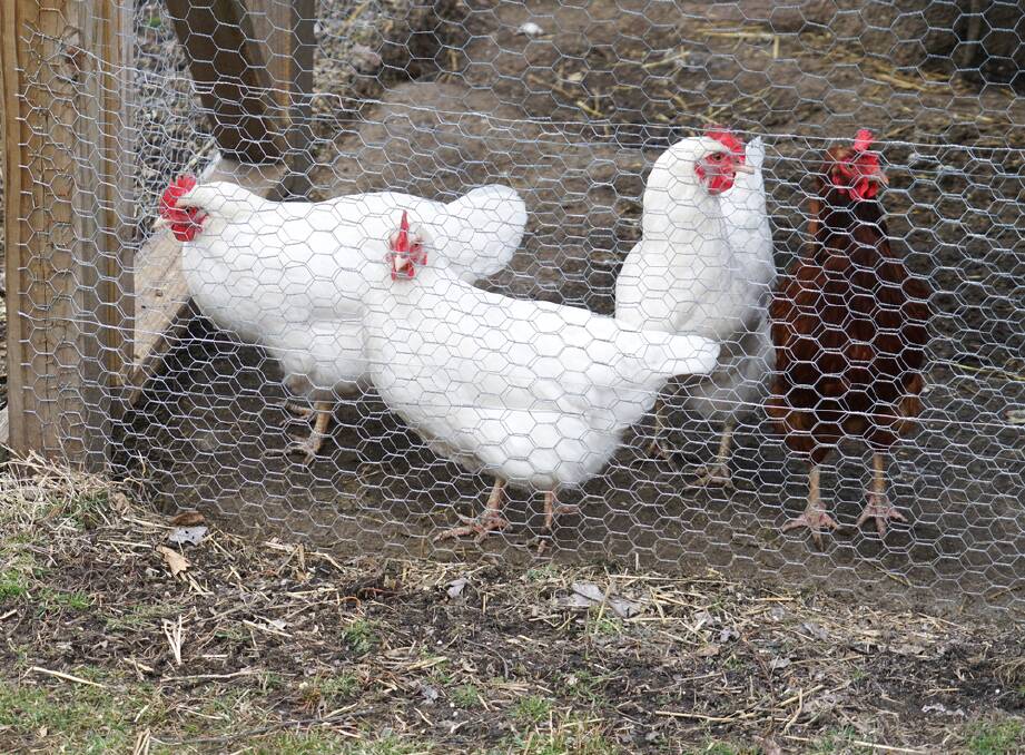 COOP: Whether you keep your chickens free range, or in a run, you will need a chicken coop.