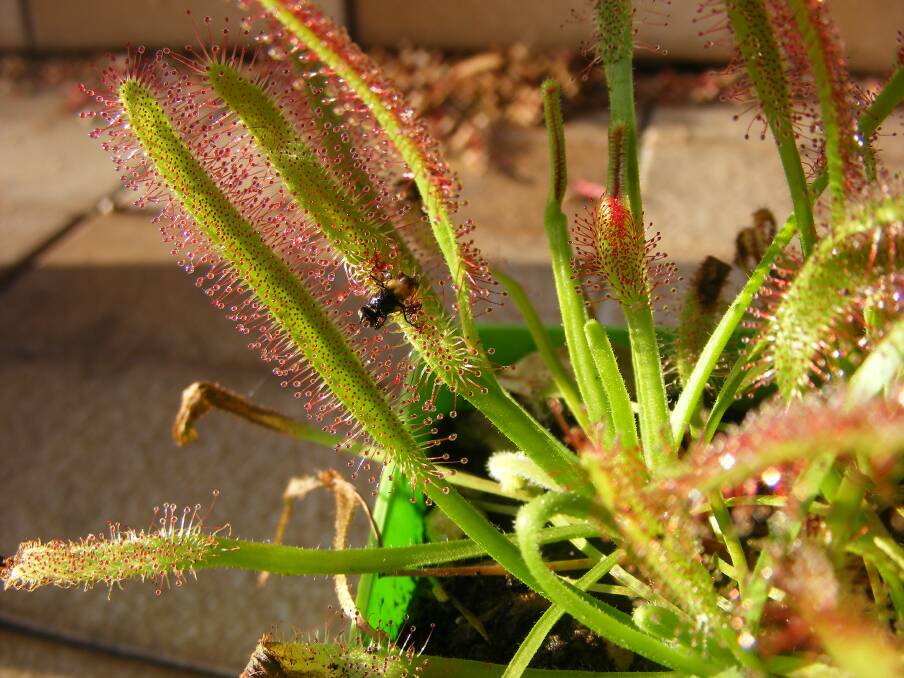 INSECTS BEWARE: Drosera capensis has tentacles that appear to be tipped with a drop of dew. This is an extremely effective and very sticky mechanism for catching small insects.