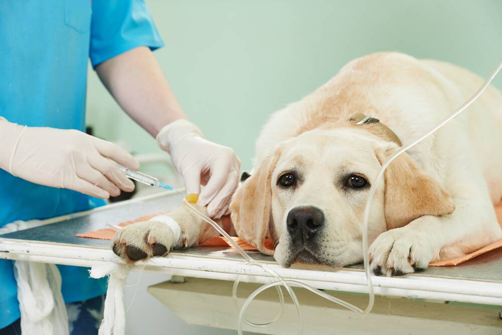 INEVITABLE: At some stage during pet ownership, you will need to leave your pet in the care of your family vet clinic.