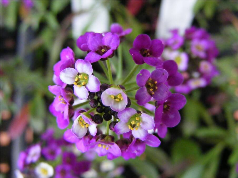 COLOUR: Alyssum is a perfect, perfumed border plant with a long flowering season. Alyssum is a reliable plant which might only let you down during the hottest of weeks.