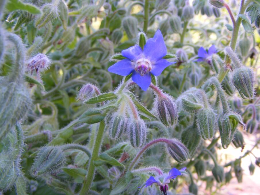 BRIGHT: Blue flowers opening with a background of hairy buds, Borage is ornamental as well as a great bee magnet.