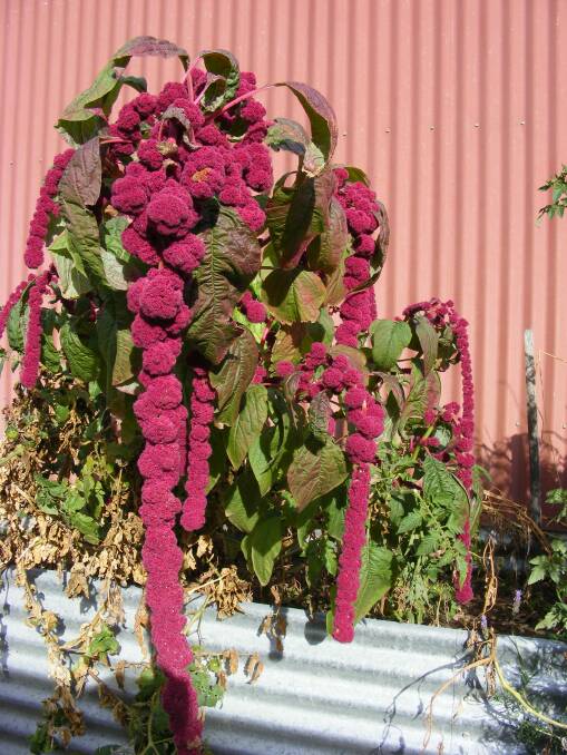 UNUSUAL: Next to the horticulture classrooms at Wodonga TAFE, this Love Lies Bleeding is in full flower in a raised garden bed.​ The plant loves sunny spots but can thrive in poor, well-drained soils.