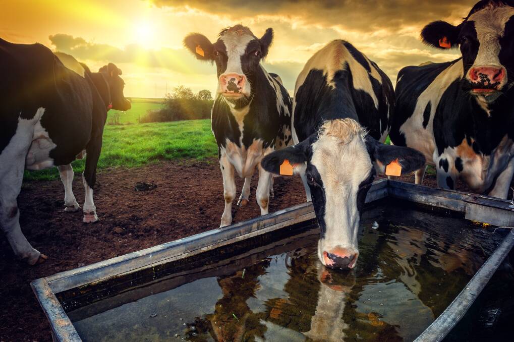 HEATING UP: Heat stress can have a very significant impact on dairy cows.