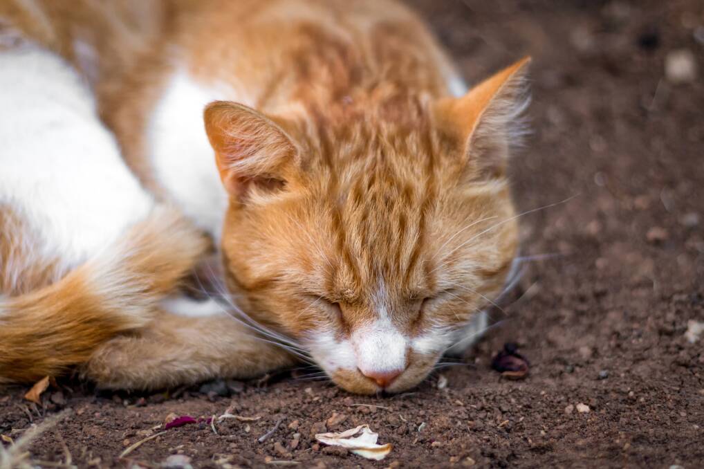 Protect your feline friend from feline herpes virus The Border Mail