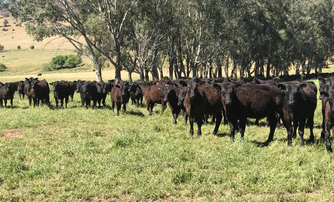 ANNUAL SALE: Hc Auchinleck, 130 weaned Angus calves to be sold as part of the annual Corryong Christmas sale on Friday, December 7.