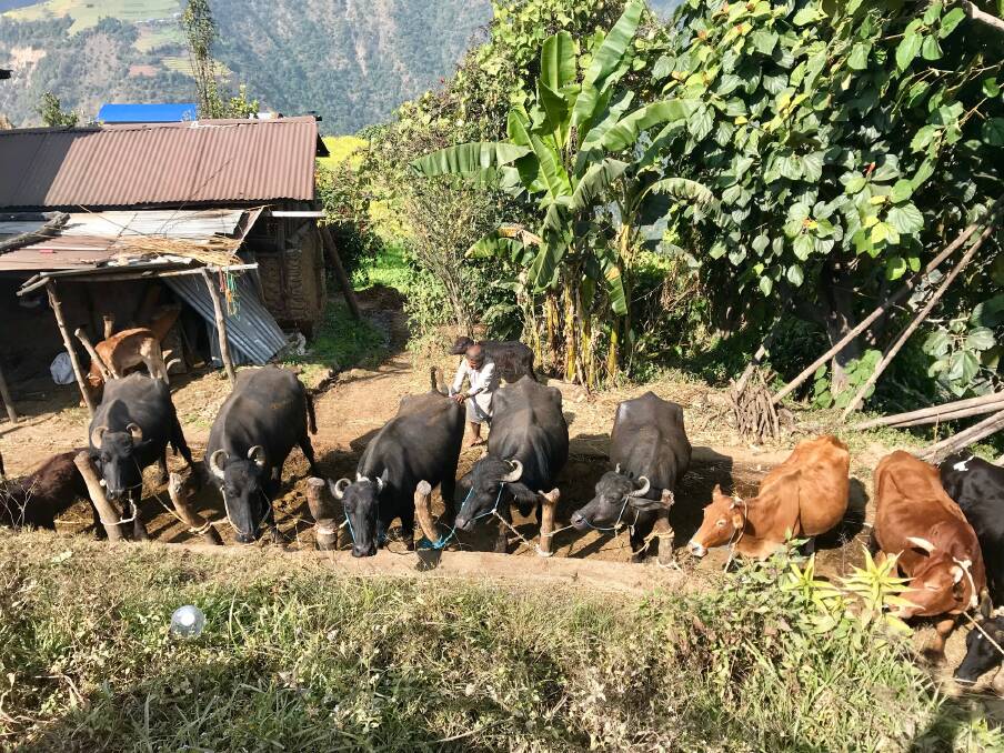 HANDS ON: Vets from across Australia travelled to Nepal to work with cattle farmers like this one and their herds as part of FMD training.