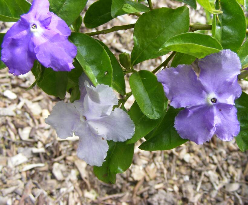 BLOOMS: The flowers on the Yesterday, Today and Tomorrow. Delicately perfumed and visually pleasing, this is a perfect plant for the garden. Brunfelsia likes a fertile, well-drained soil and plenty of sunshine.