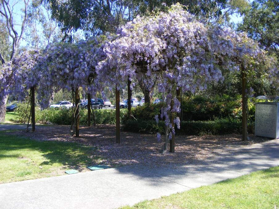 SUMPTUOUS: The stunning wisteria, here flowing exuberantly over a pergola in the grounds of Wodonga TAFE, is a hardy and bountiful bloomer, adorned with hundreds of flowers and rich with fragrance.