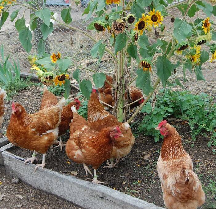 SUPPLY: Keeping chickens can be a worthwhile addition to your household, ensuring a constant supply of fresh eggs. Chickens will also fertilise your garden and eat your food scraps.