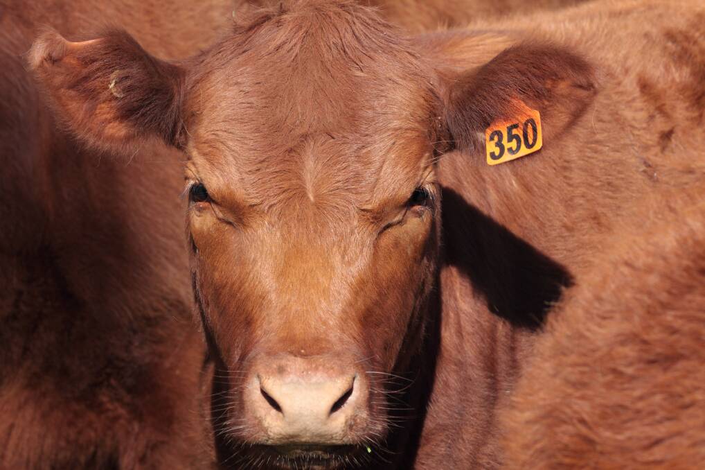 Acute bovine liver disease can prove fatal in cattle herds | Vet Talk