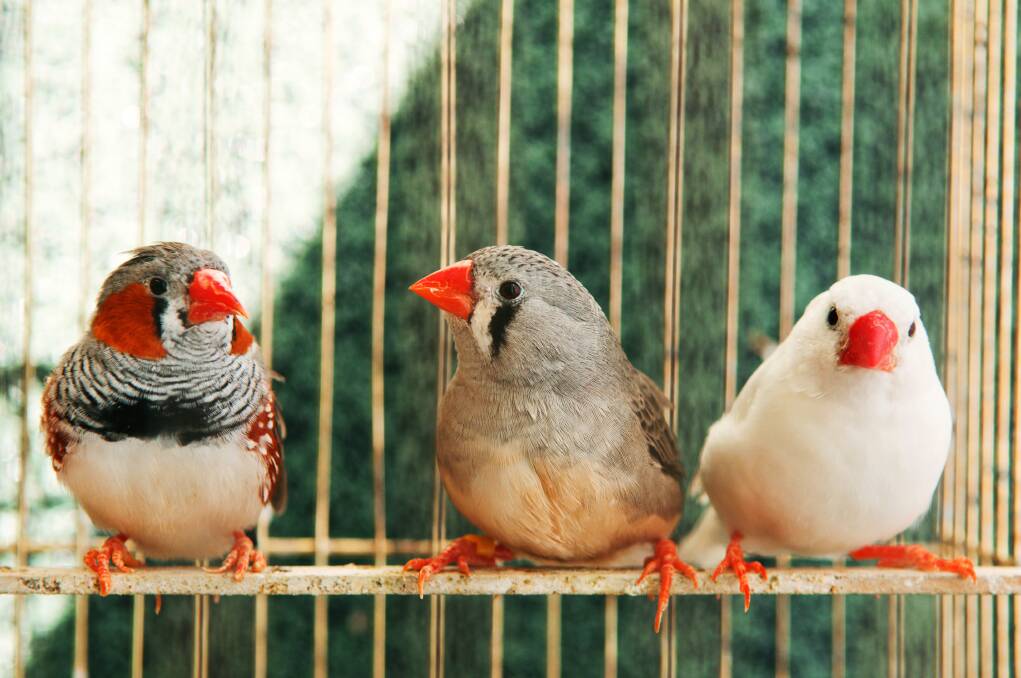 Give your feathered friends some room to move | Paws for Thought