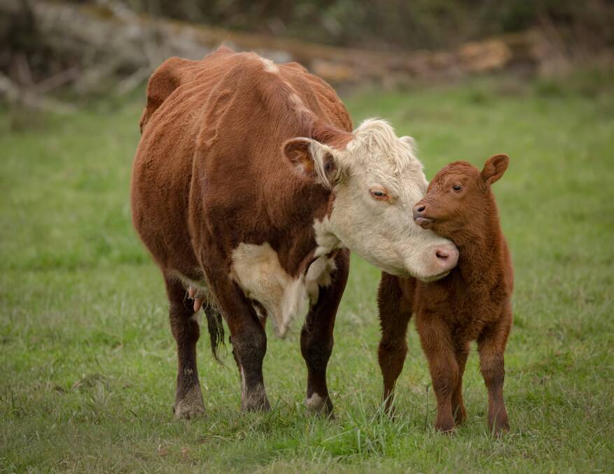 Your beef calves are future of herd | Vet Talk with Dr Jeff Cave