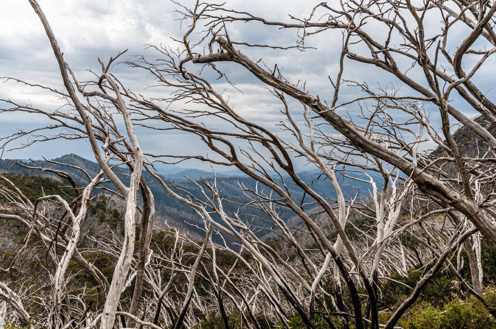 DEPEND: It is estimated that 20 to 40 per cent of organisms in a forest depend on decaying or dead wood. Photo: SHUTTERSTOCK