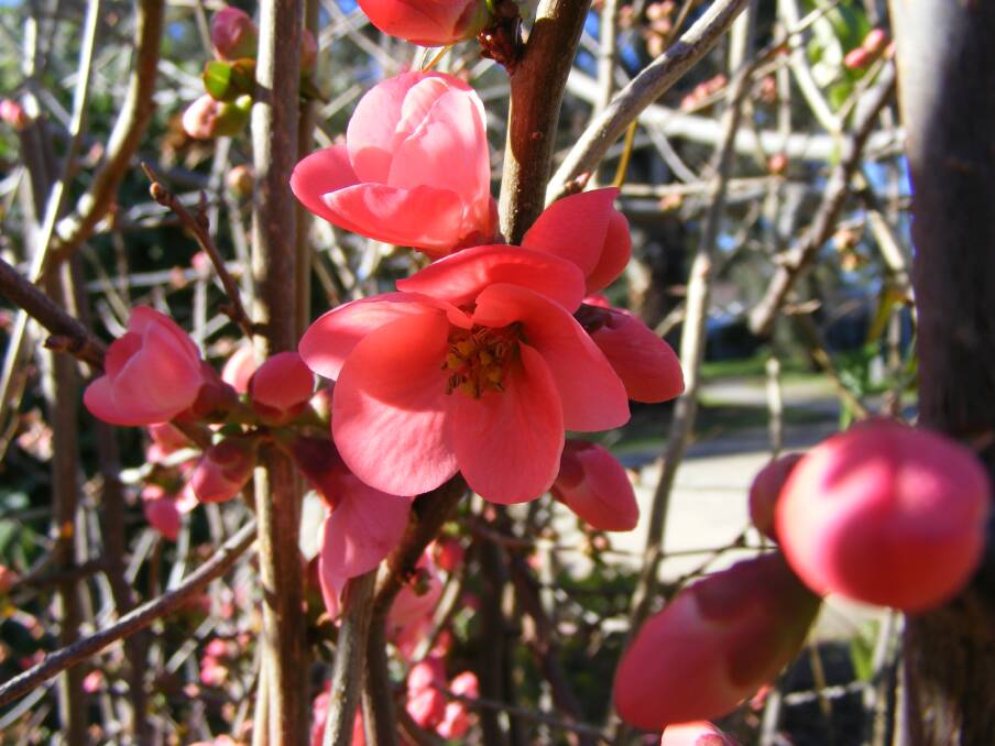 STUNNING: A flowering quince in full flower on the grounds of Wodonga TAFE. With its bare branches and vivid flowers it a cold-weather treasure for any garden, especially when paired with sweet-smelling daphne.