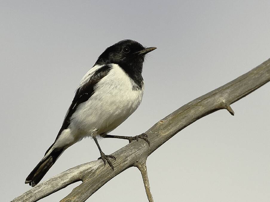 Getting a little help: The hooded robin is one of the native woodland birds that will benefit from the habitat restoration project around Holbrook. Photo: Trevor Bullock