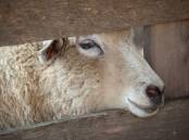 PERSPECTIVE: David Everist says the conditions for sheep and cattle on ships are highly scrutinised and are first class. Photo: SHUTTERSTOCK