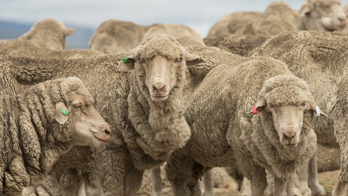 Spring may bring foot problems in sheep | Vet Talk