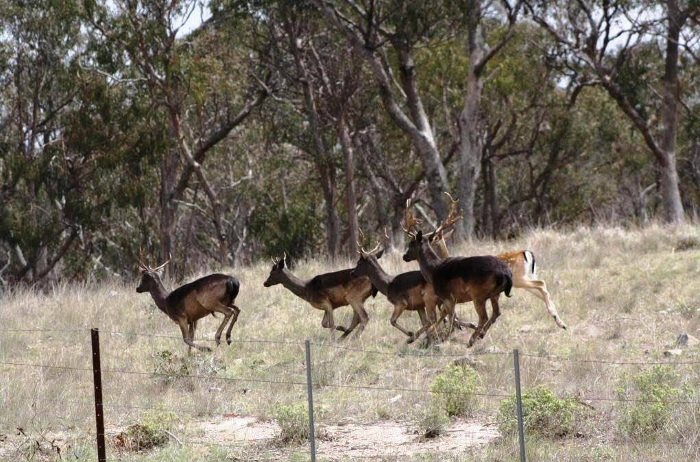 PEST: Wild deer are spreading further than ever across the Murray region.