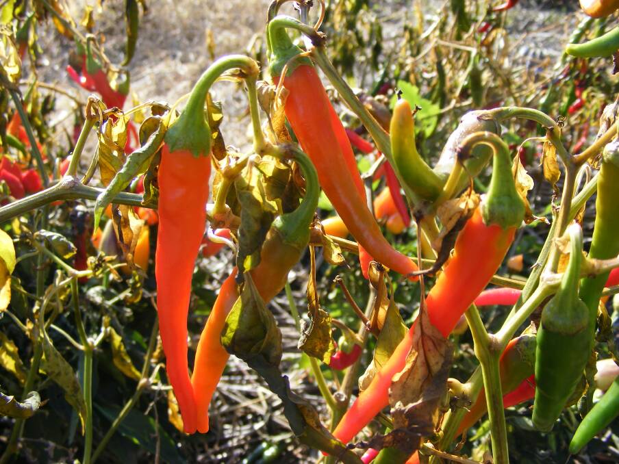 DEEP FREEZE: The nights are really cold, and this will show as frost damage in many plants. This chilli plant has done well to keep going until July – but its days are numbered, highlighting the importance of choosing the correct plants.