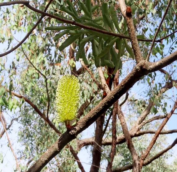 COMMON: Around 150 years ago, the Banksia was one of the most common trees in Australian forests.