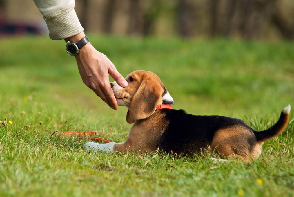 ON WATCH: Don't give your puppy the opportunity to mess in the house. If you notice signs of sniffing, circling or wandering off, take them outdoors to their bathroom spot. 