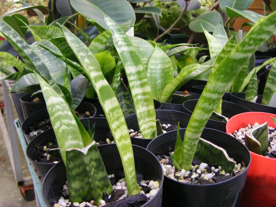 NAME: A tray of Mother-in-laws Tongues at the TAFE nursery. This plant is also commonly called the Snake Plant, Bowstring Hemp and Devil’s Tongue.  