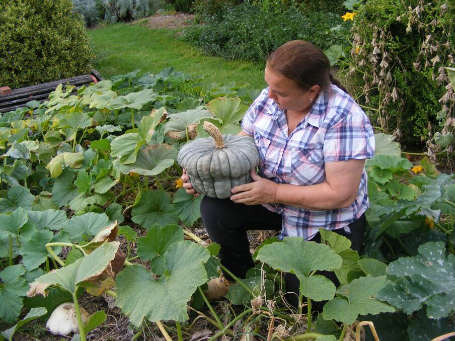HARVEST: Wodonga TAFE nursery staff member Shiralee Fish harvesting produce in the pumpkin patch. Now is the time to harvest your pumpkins.