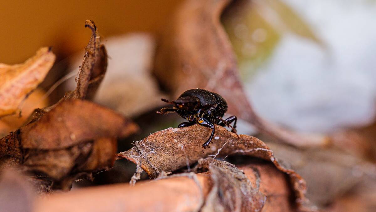 Loving the Land | Where have all the dung beetles gone?