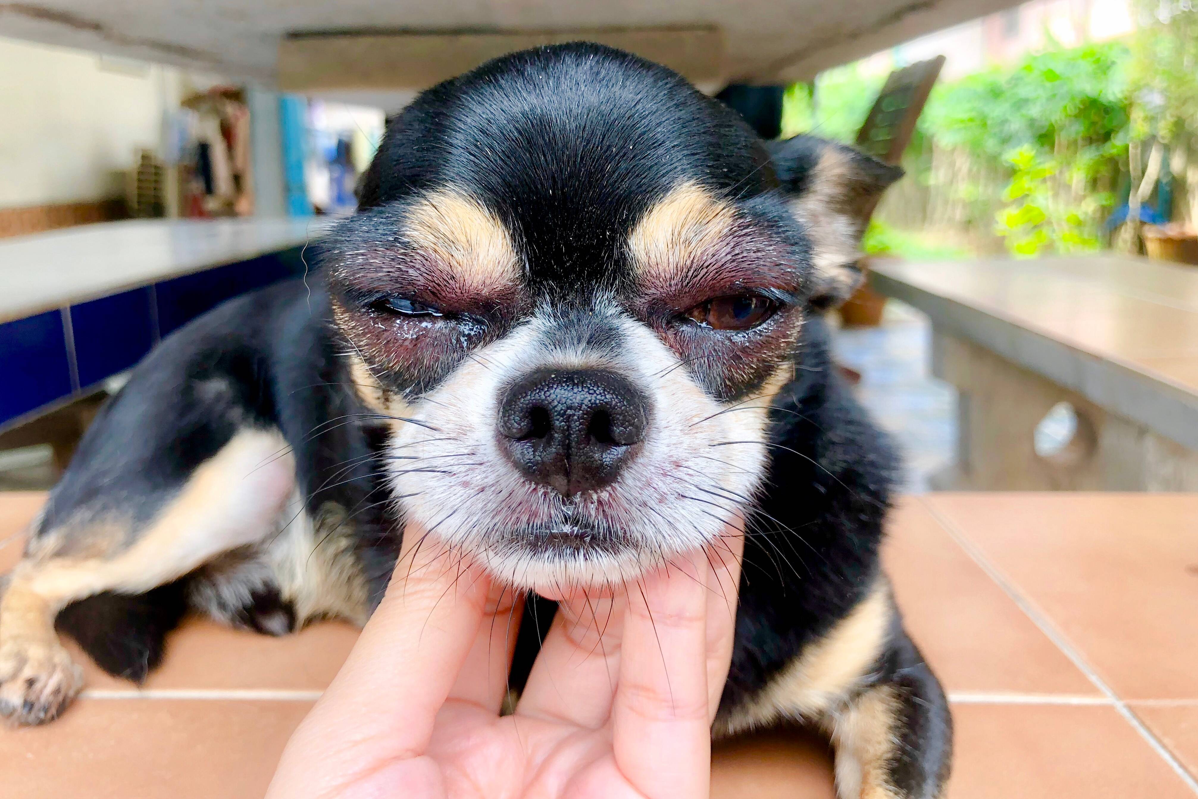 what do you do when your dog has a swollen eye