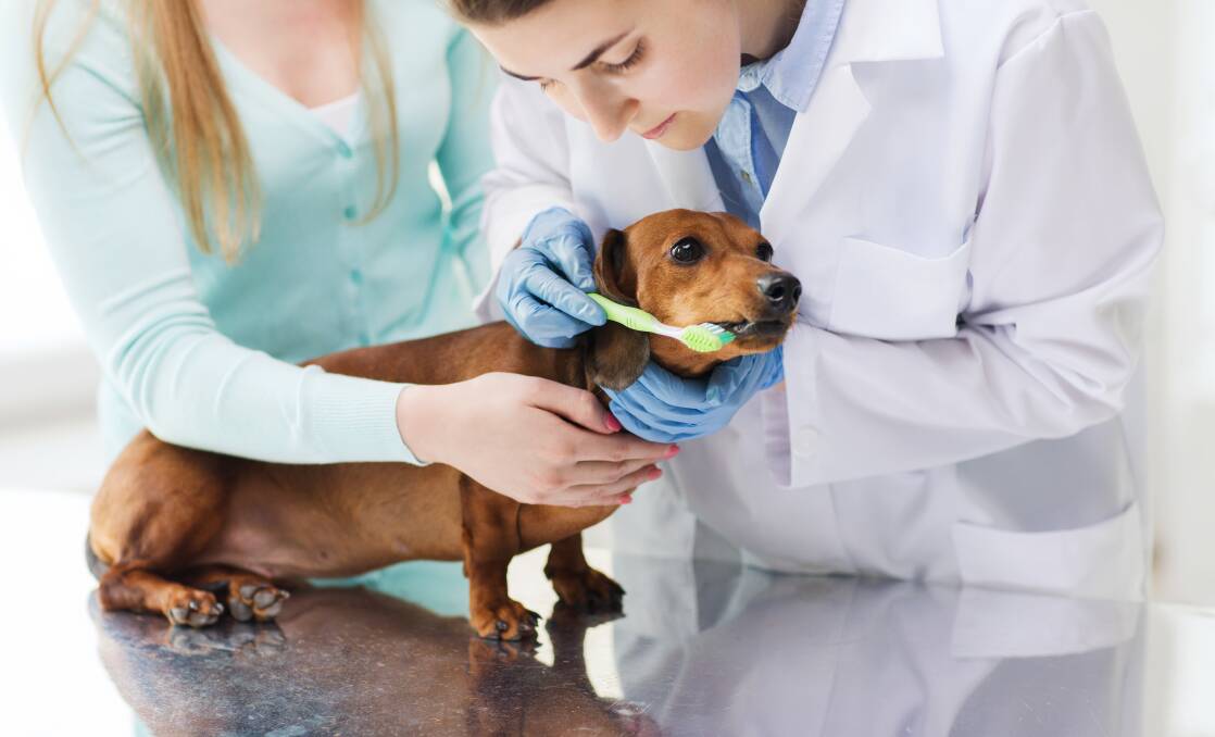 SUFFER: Around 80 per cent of our pets over the age of three years suffer from dental disease. 
