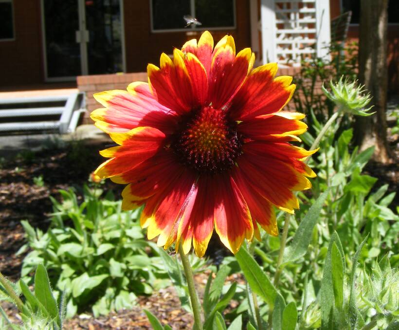 COLOUR: A blanket flower in the gardens at Wodonga TAFE. This flower always puts on an impressive display of colour. Gaillardia is the perfect showy plant for warm, sunny gardens.